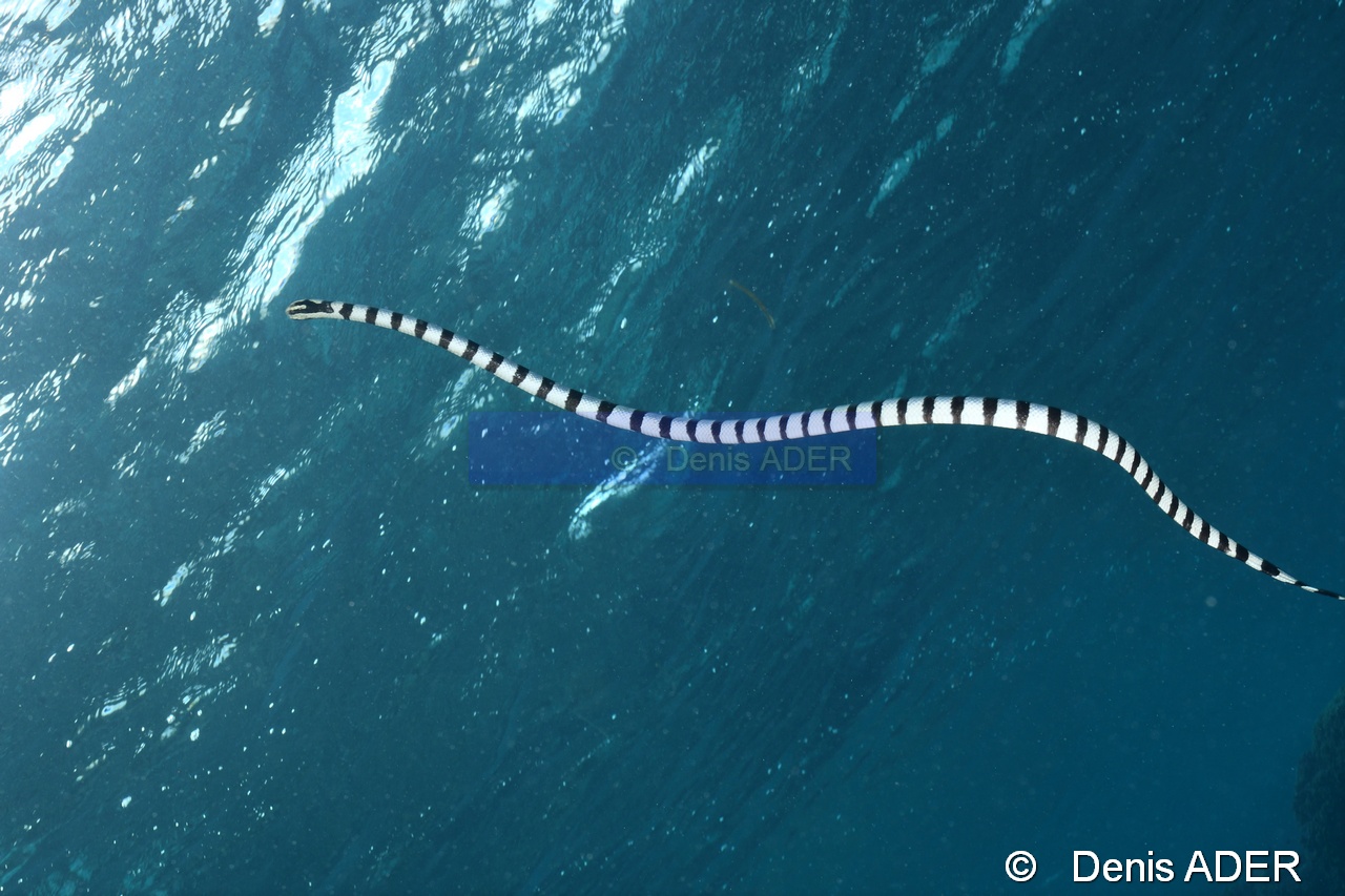 Laticauda colubrina-Wakatobi Wangi Island-8m-20180601-Denis-ADER-DSC_2900_tn.jpg